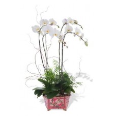 Four Stem White Phalaenopsis Orchid